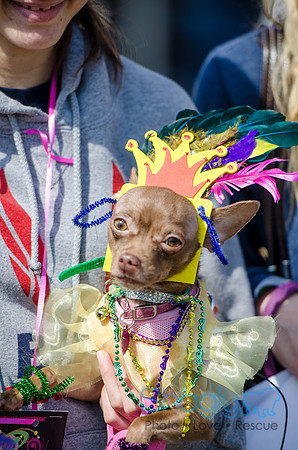 Krewe of Barkus 2012-32