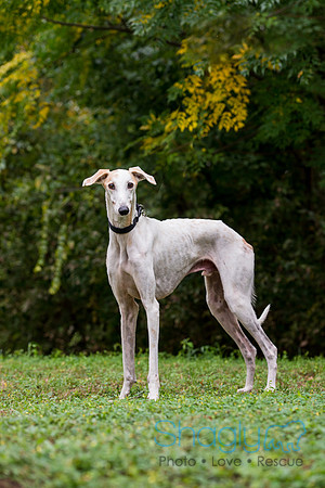 Archie