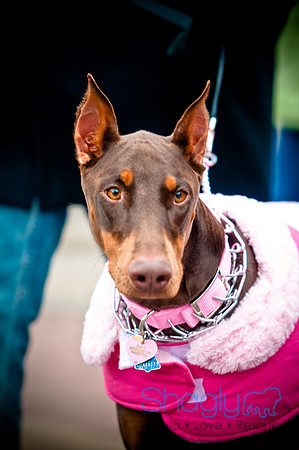 Krewe of Barkus-72