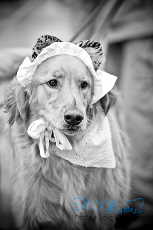 Krewe of Barkus-61