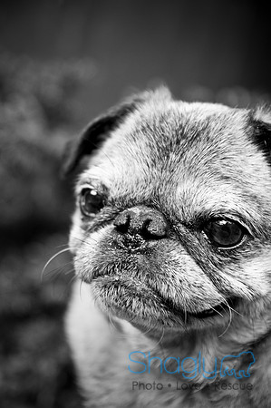 DFW Pug Rescue-34