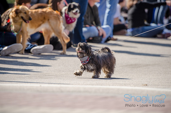 Krewe of Barkus 2012-171