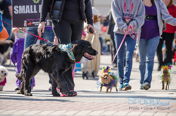 Krewe of Barkus 2012-229