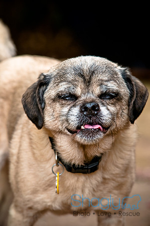 DFW Pug Rescue-64