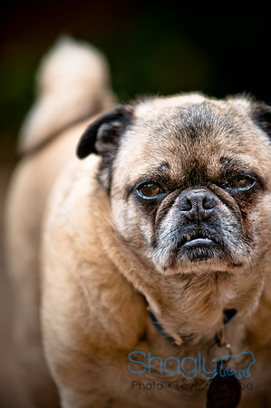 DFW Pug Rescue-54