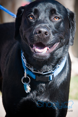 Richardson Pet Day-0276