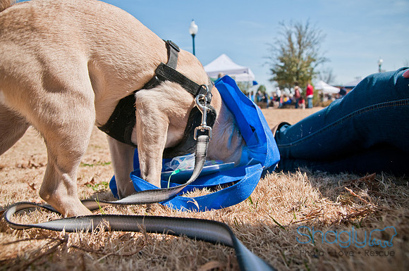 Krewe of Barkus 2011-46