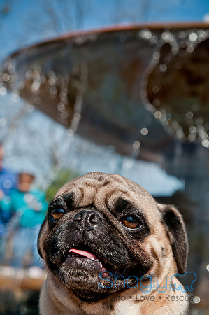 Krewe of Barkus 2011-30