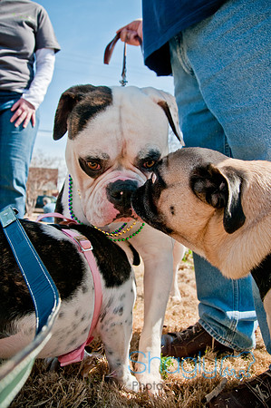Krewe of Barkus 2011-9