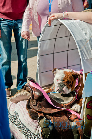 Krewe of Barkus 2011-167
