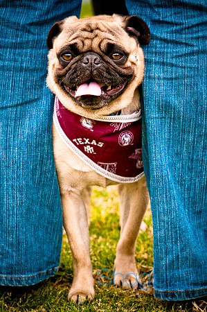 Pugapalooza2010-60