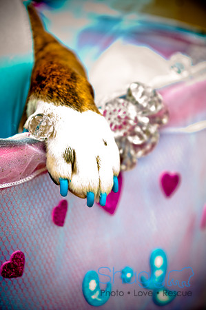 Krewe of Barkus-85