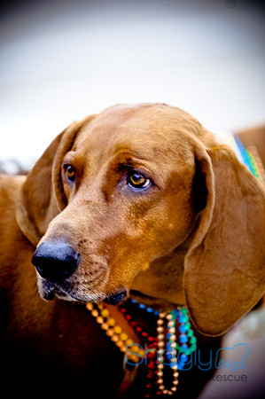 Krewe of Barkus-23