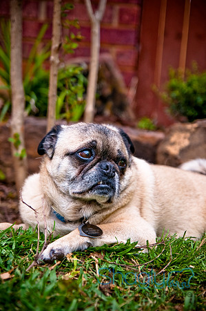 DFW Pug Rescue-129