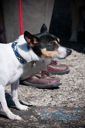 Richardson Pet Day-0194