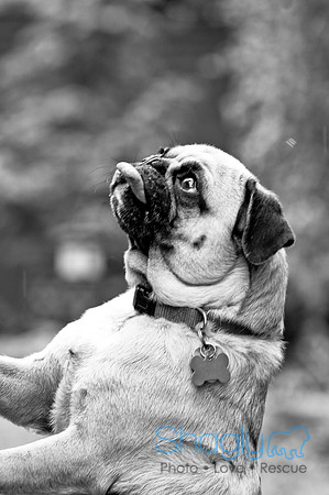 DFW Pug Rescue-82