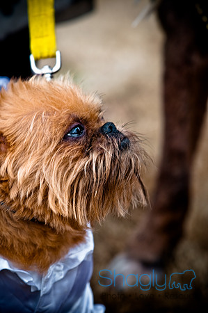 Krewe of Barkus-108