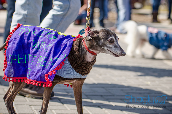 Krewe of Barkus 2012-251