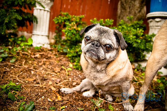 DFW Pug Rescue-32