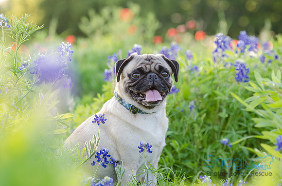 Bluebonnets Pug and Bulldog-23