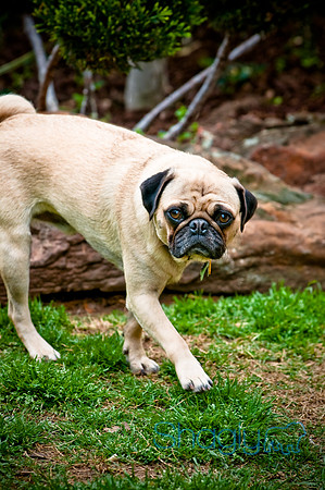 DFW Pug Rescue-68