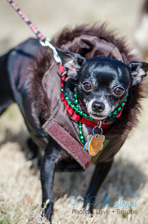 Krewe of Barkus 2012-4
