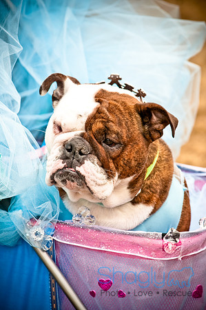 Krewe of Barkus-111