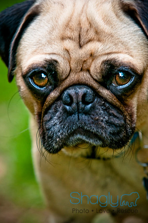 DFW Pug Rescue-80
