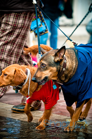 Krewe of Barkus-67