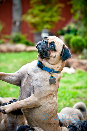 DFW Pug Rescue-90
