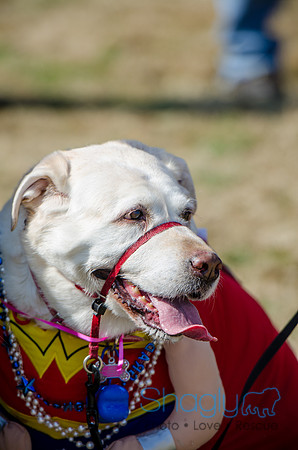 Krewe of Barkus 2012-135