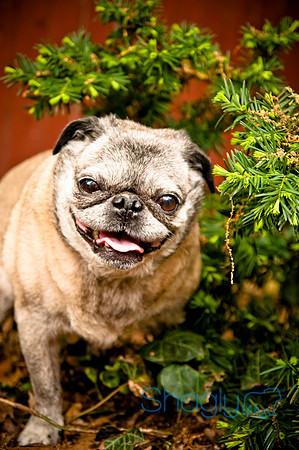 DFW Pug Rescue-28