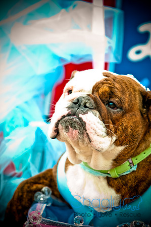 Krewe of Barkus-78