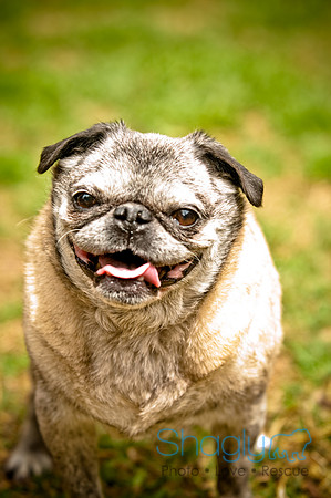 DFW Pug Rescue-59