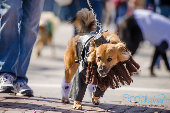 Krewe of Barkus 2012-216