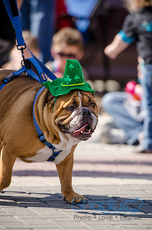 Krewe of Barkus 2012-226
