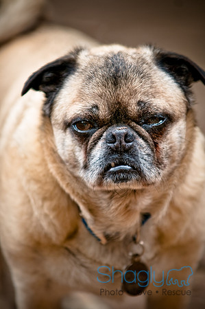 DFW Pug Rescue-48