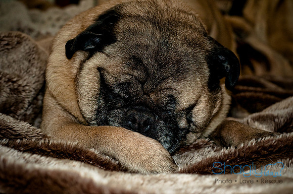 DFW Pug Rescue-140