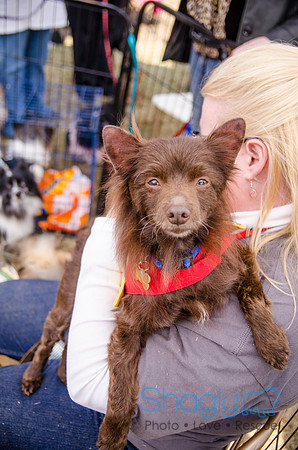 Krewe of Barkus 2012-331