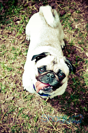 DFW Pug Rescue-44