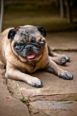 DFW Pug Rescue-53