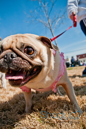 Krewe of Barkus 2011-8