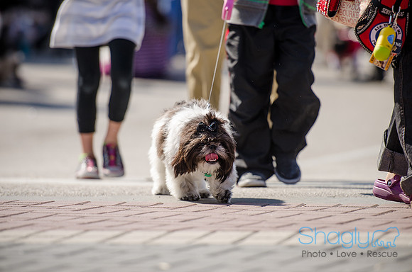 Krewe of Barkus 2012-254
