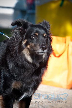 Richardson Pet Day-0286