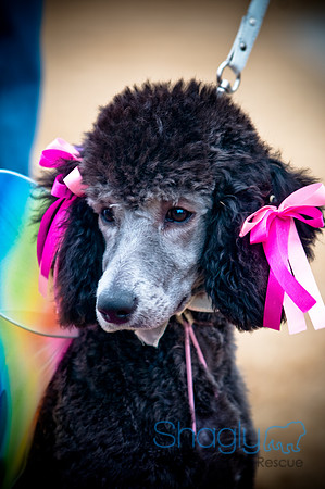 Krewe of Barkus-116