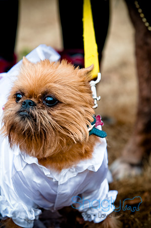 Krewe of Barkus-109