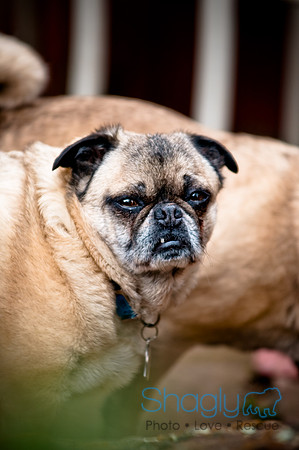 DFW Pug Rescue-46