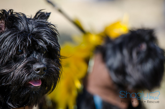 Krewe of Barkus 2012-78