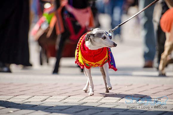 Krewe of Barkus 2012-249