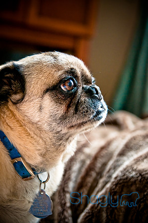 DFW Pug Rescue-156